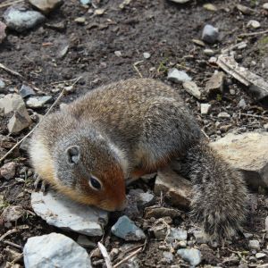 ground squirrel removal
