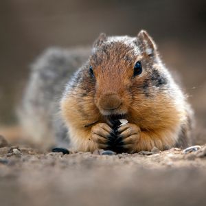 ground squirrel removal