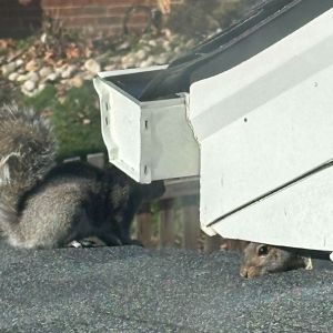 squirrel on roof getting inside attic