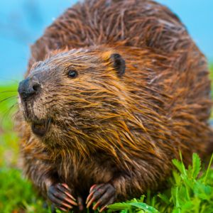 beaver trapping and removal