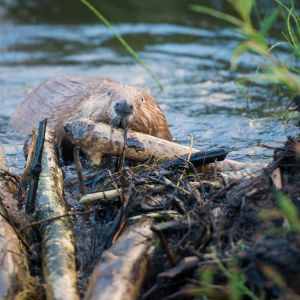 beaver trapping and removal