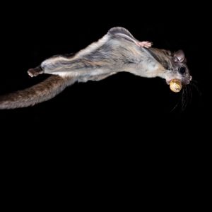 flying squirrel removal
