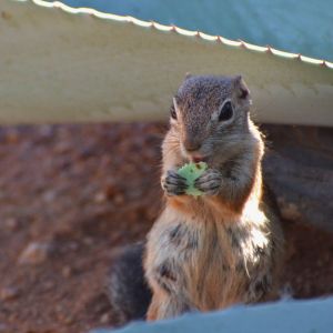 Critter Bros Ground Squirrel Removal