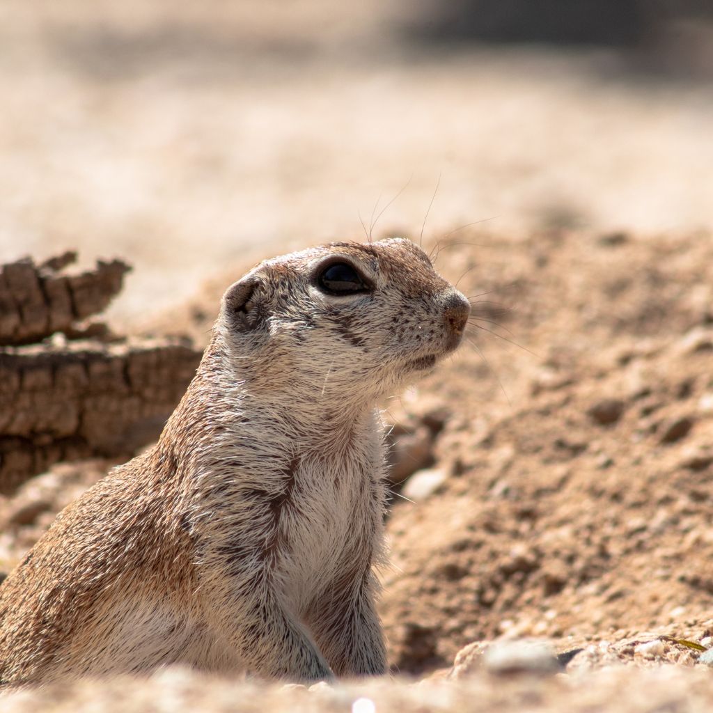 Critter Bros Ground Squirrels in Arizona