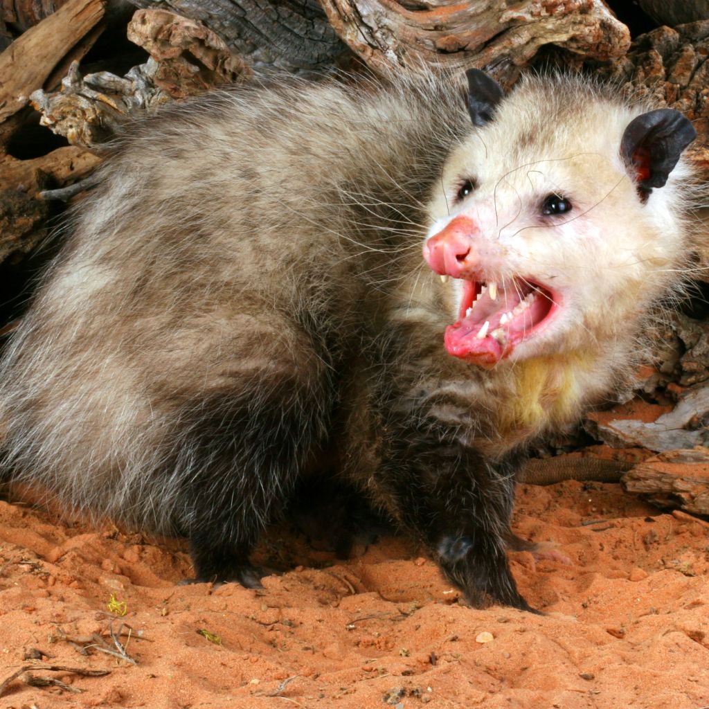 Opossum removal in Arizona Critter Bros