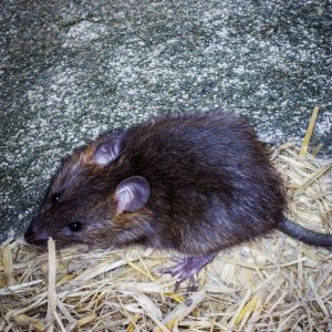 Rat Control in Arizona- Critter Bros