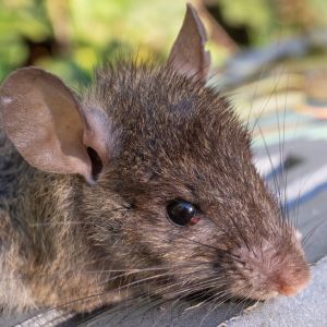 Rat Control in Phoenix- Critter Bros