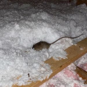 Rat in attic removal in AZ-Critter Bros