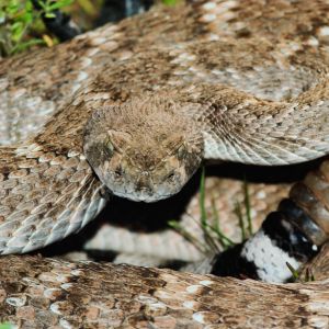 Snake Removal in Phoenix, AZ- Critter Bros