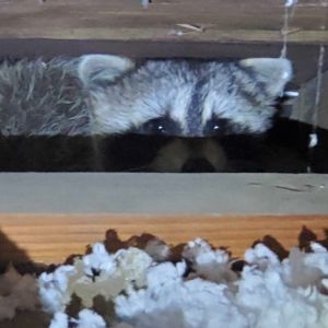 arizona raccoon in attic