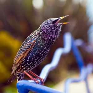 arizona starling