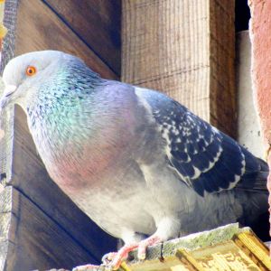 critter bros az pigeon in the attic