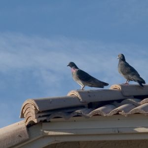 critter bros az pigeons on roof