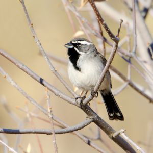 critter bros az sparrow on branch