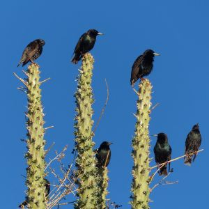 group of starlings perched on several cacti