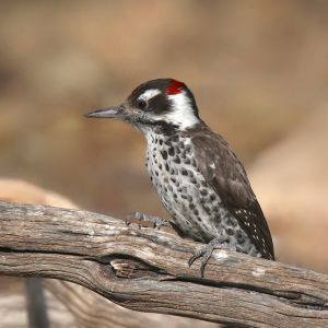 critter bros az woodpecker on branch