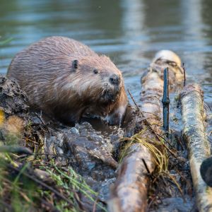 critter bros beaver building dam az