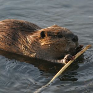 critter bros beaver carrying stick az