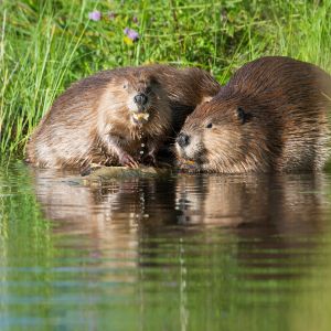 critter bros beavers in stream