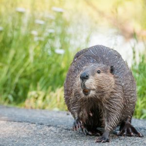 critter bros beaver on land az