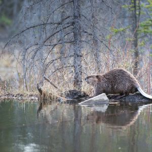 critter bros beaver on riverbank az