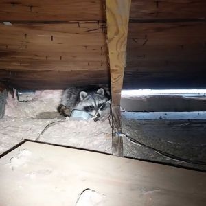 raccoon inside attic phoenix az