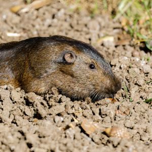 gopher emerging from soil