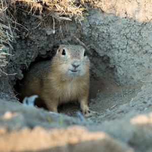 gopher inside underground burrow