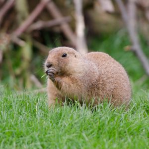 gopher snacking on grass in a yard