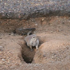 ground squirrel at burrow entrance