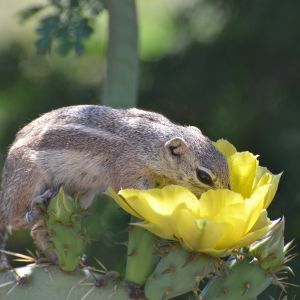 ground squirrel eating flower