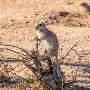 ground squirrel on dead shrub