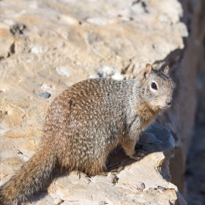 ground squirrel on rock side