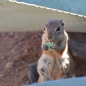 ground squirrel snacking on cactus