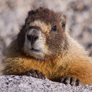 marmot close up