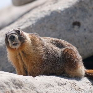 marmot on cliffside