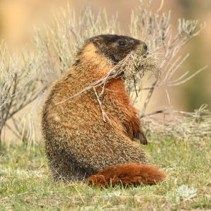 marmot with sticks