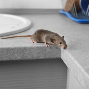 mouse in kitchen