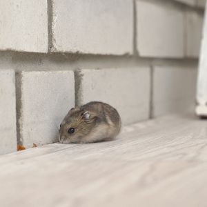 mouse on countertop