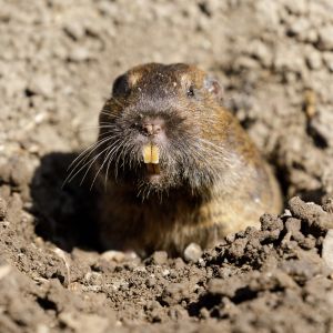 pocket gopher in burrow