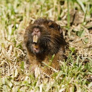 pocket gopher in grass