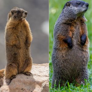 rockchucks vs woodchucks