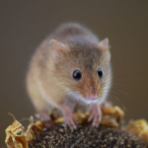 small brown mouse