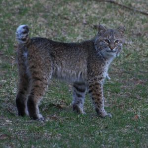 Bobcat in Backyard Phoenix