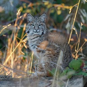 Bobcat on Deck