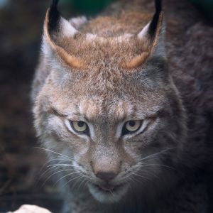 close up of bobcat face