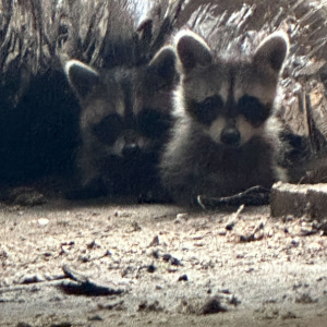 two baby raccoons in attic