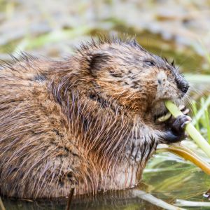 Muskrat Pest Control in Arizona Critter Bros