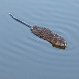 Muskrat swimming