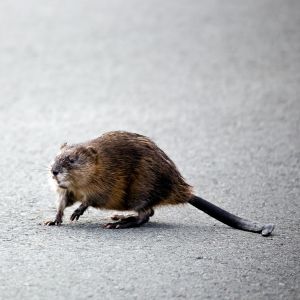 Muskrat crossing road